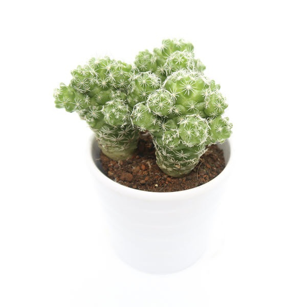 Cây Xương Rồng Trứng Chim