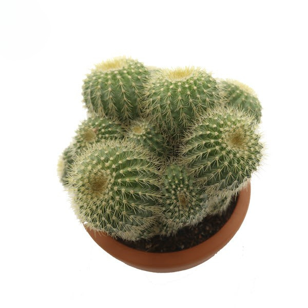 Cây Xương rồng Thiên Nga Bụi